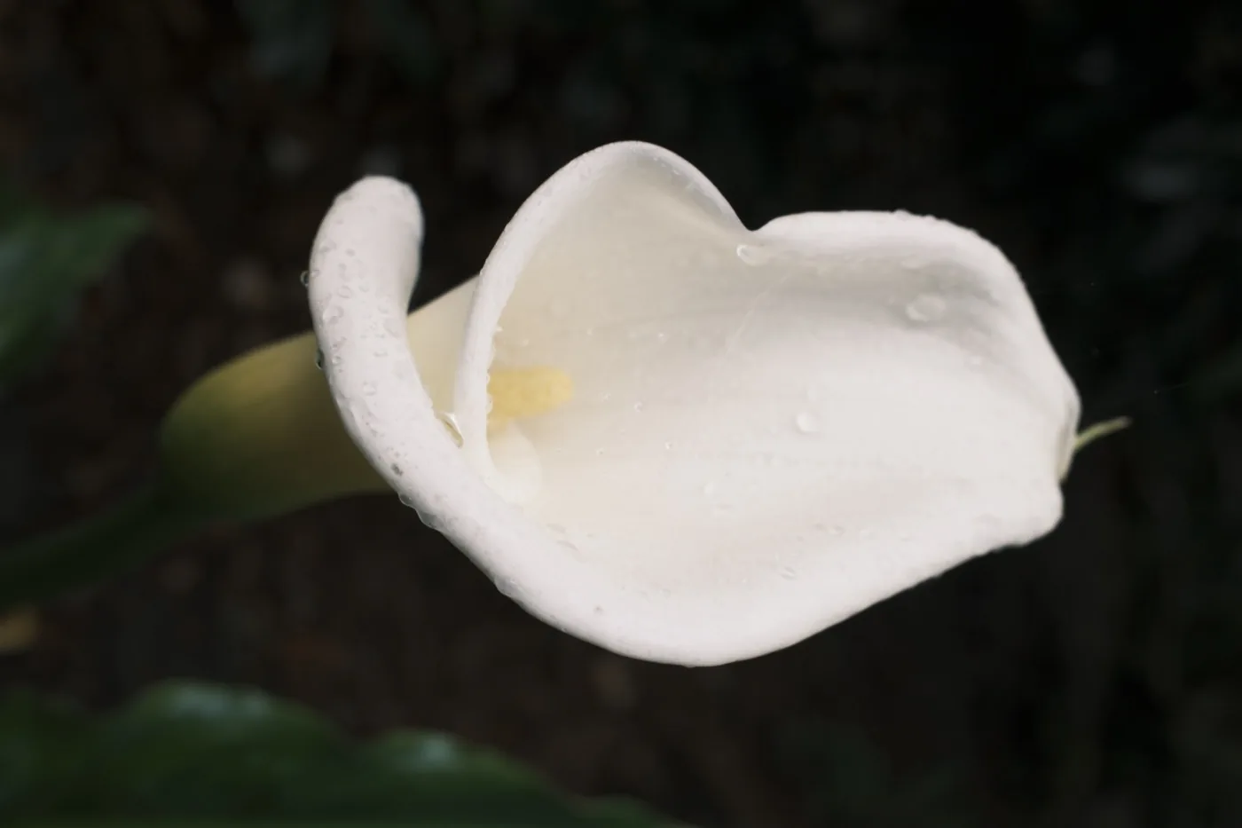 A white calla lily, wet with rain, against a dark garden