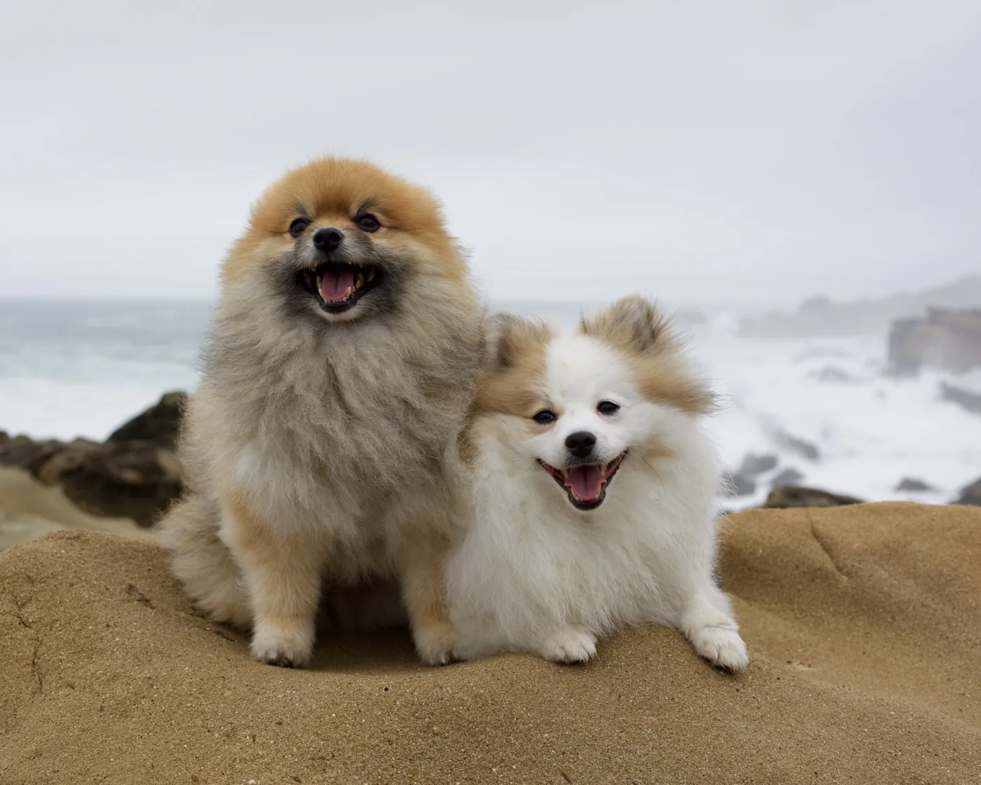 Two Pomeranians sitting together on a sandstone rock at the beach, surf behind them