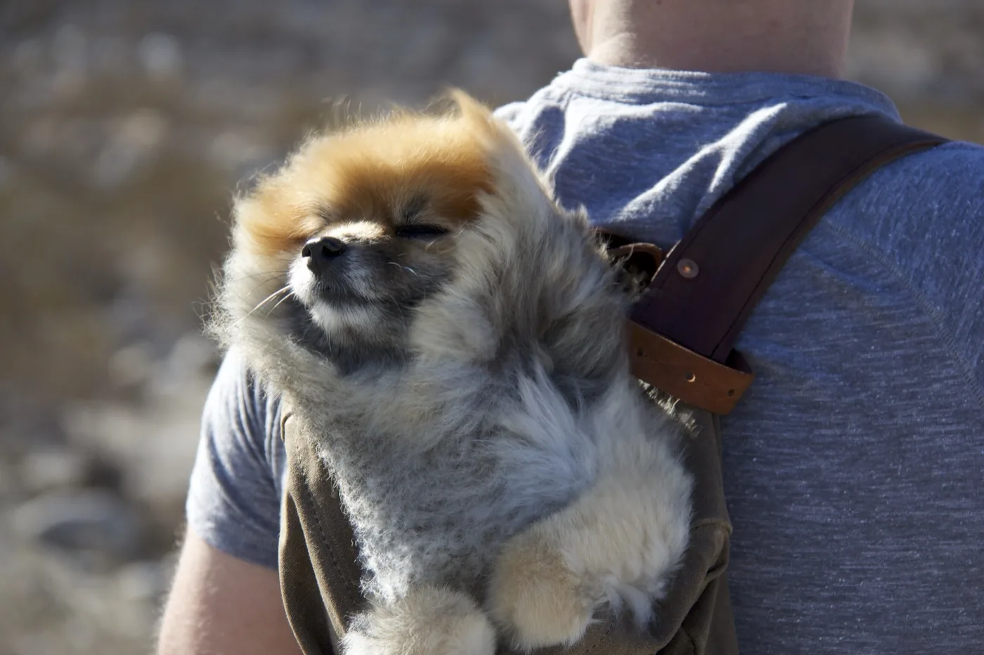 A Pomeranian asleep in a backpack, carried on someone's back in afternoon sun